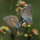 Hauhechelbläulinge bei der Paarung