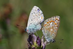 Hauhechelbläulinge (oder auch gemeine Bläulinge) bei der Paarung