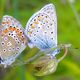 Hauhechelblulinge [Polyommatus icarus] bei der Paarung