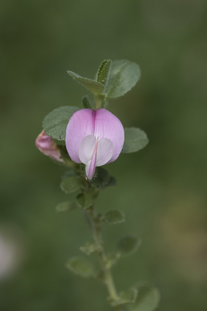 Hauhecheln (Ononis spinosa)