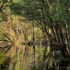 Haunesee... irgendwo bei Vogelinsel 