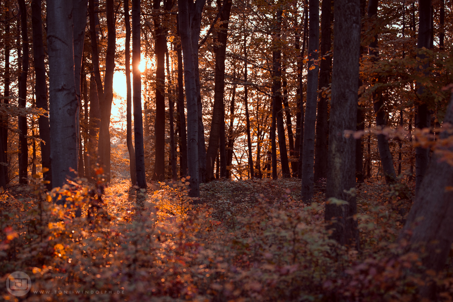 haunted forest