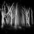 Haunted Forrest