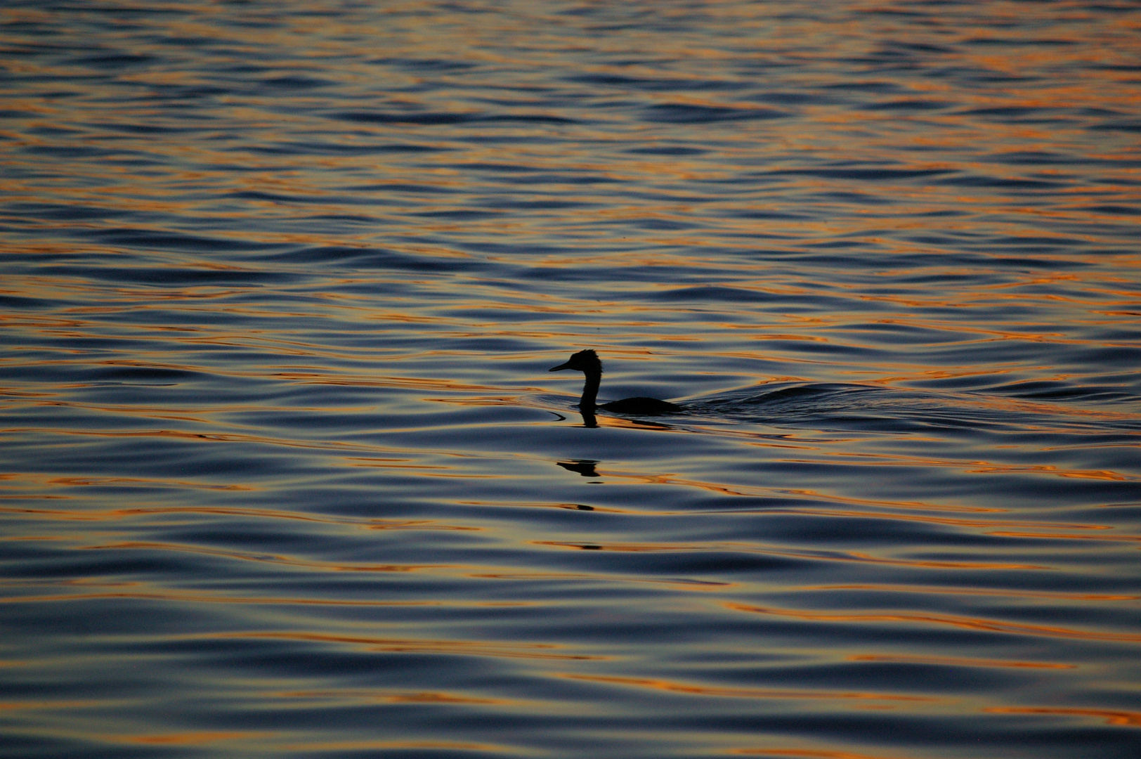 Haupentaucher am späten Abend