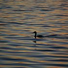 Haupentaucher am späten Abend