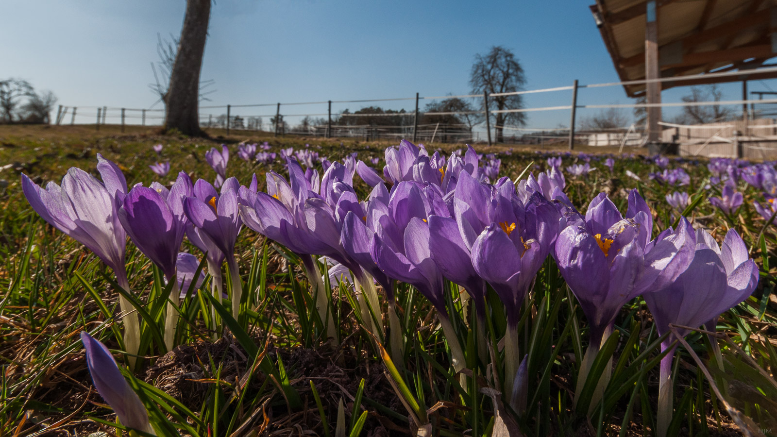 Hauptblüte der Wildkrokusse