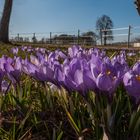 Hauptblüte der Wildkrokusse