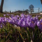 Hauptblüte der Wildkrokusse