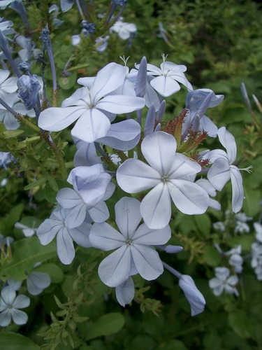 Hauptsache blau