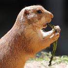 Hauptsache es schmeckt dem Prariehunderl