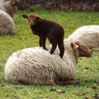 Hauptsache es tanzt einem nicht auf dem Kopf rum.