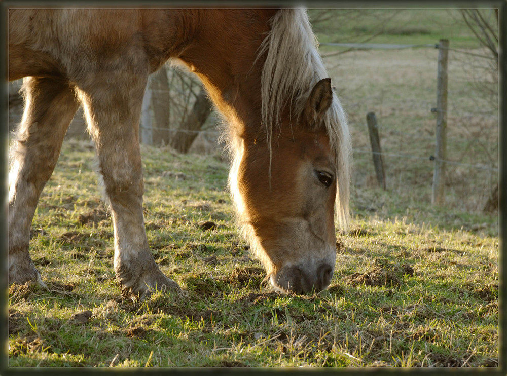 [... Hauptsache: Fressen...]