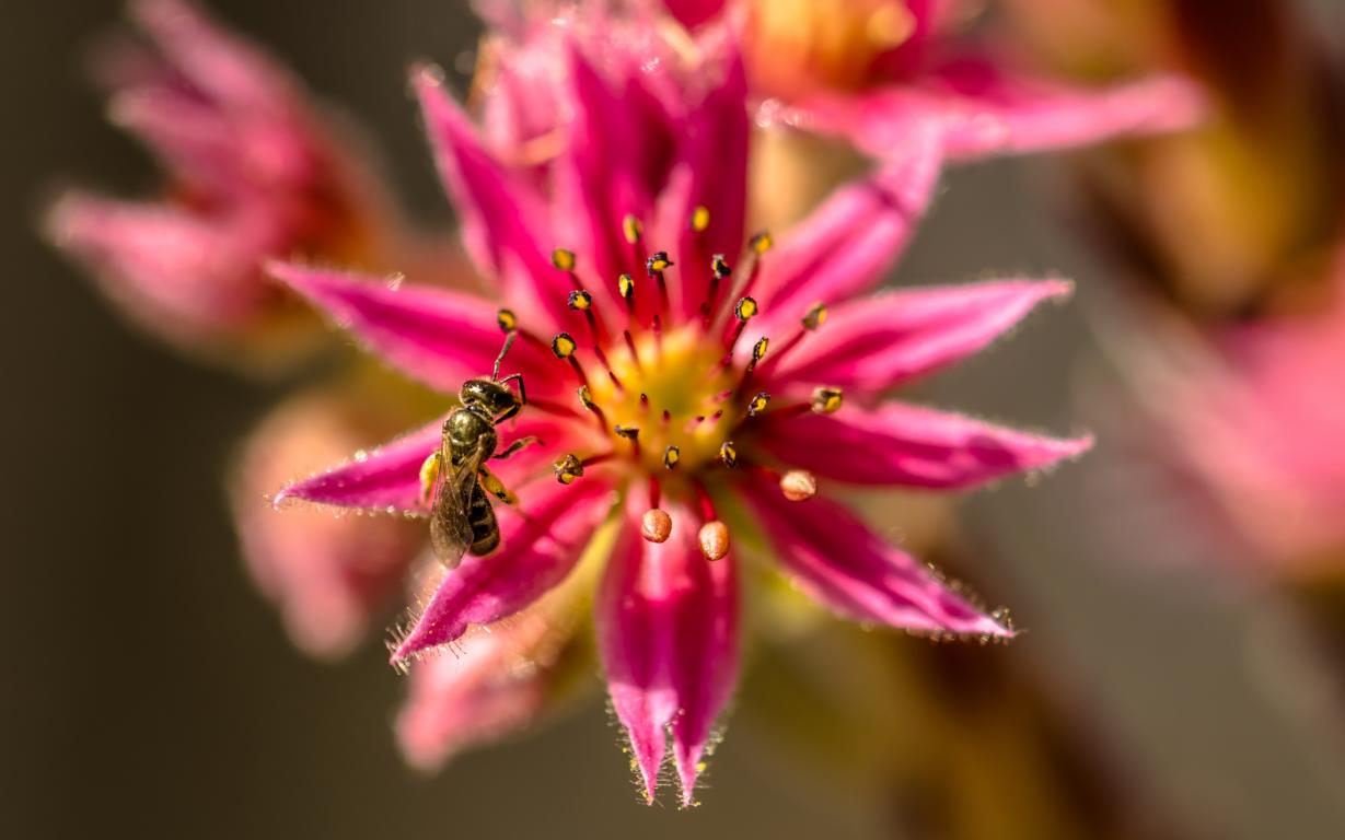 hauptsächlich Nektar Foto & Bild nah & makro, tiere, wildlife Bilder
