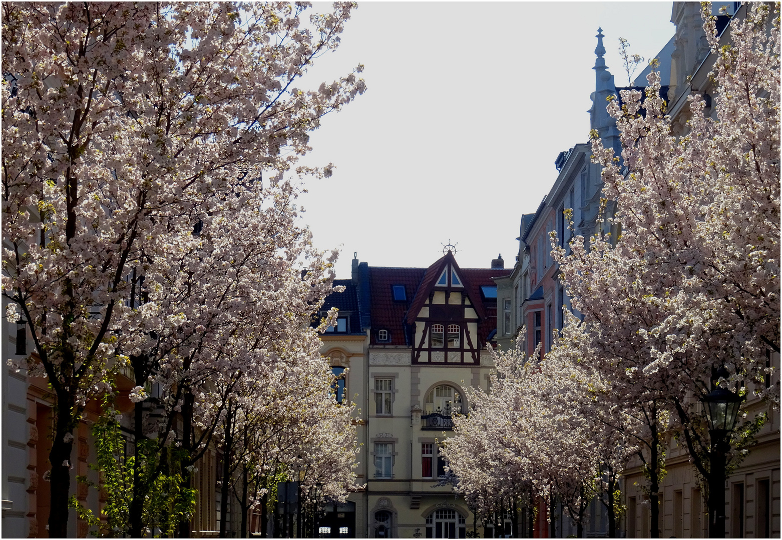 Hauptstadt der Kirschblüte I