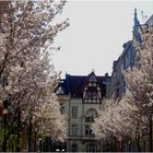 Hauptstadt der Kirschblüte I