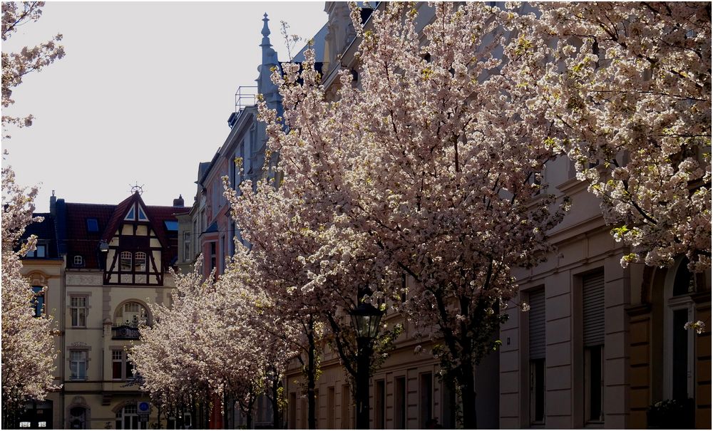 Hauptstadt der Kirschblüte II