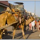 Hauptstrasse in Bikaner