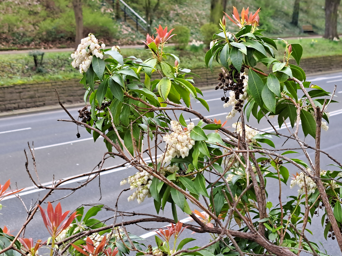 Hauptstraßen-Blümchen