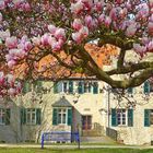 Haus Dellwig unterm Magnolienhimmel!