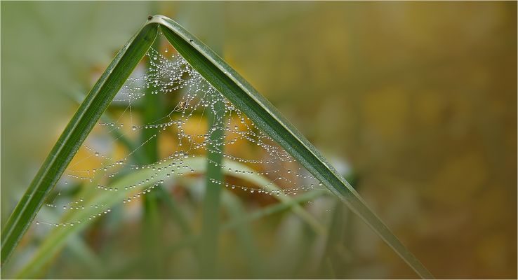 Haus der kleinen Perlen .....