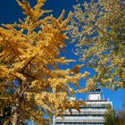 Haus der Kohle im Herbstglanz