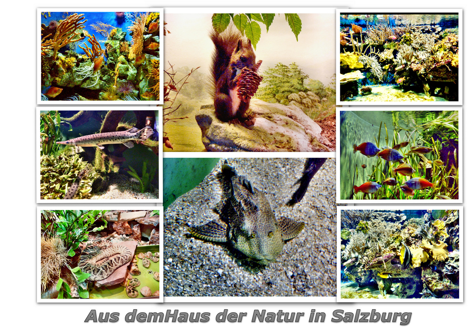 Haus der Natur 1