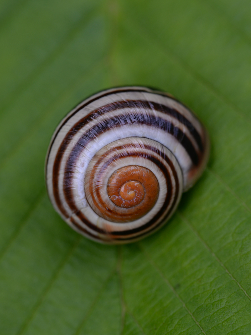 Haus einer Bänderschnecke.