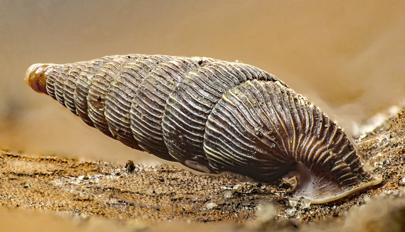 Haus einer Schließmundschnecke