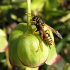 --- Haus-Feldwespe (Polistes dominula) ---