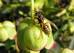 --- Haus-Feldwespe (Polistes dominula) ---