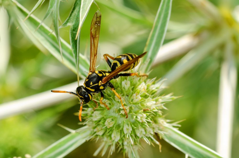 Haus-Feldwespe (Polistes dominula)