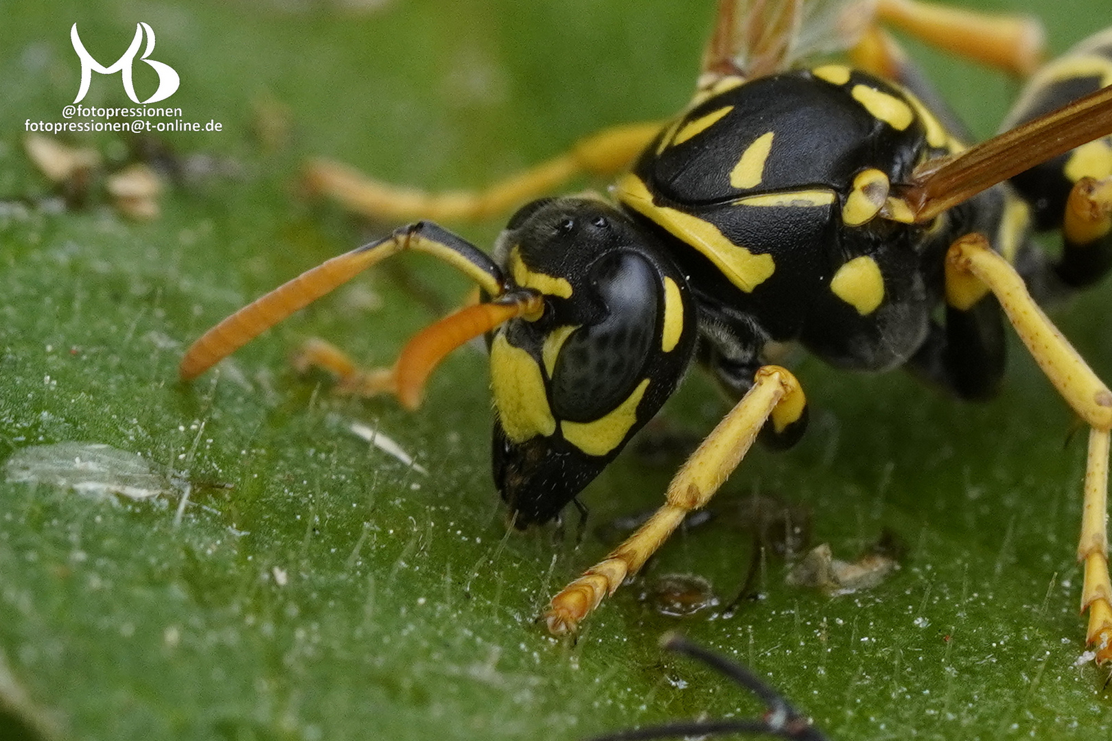 Haus-Feldwespe (Polistes dominula) beim Frühjahrstautropfen trink