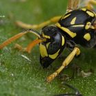 Haus-Feldwespe (Polistes dominula) beim Frühjahrstautropfen trink