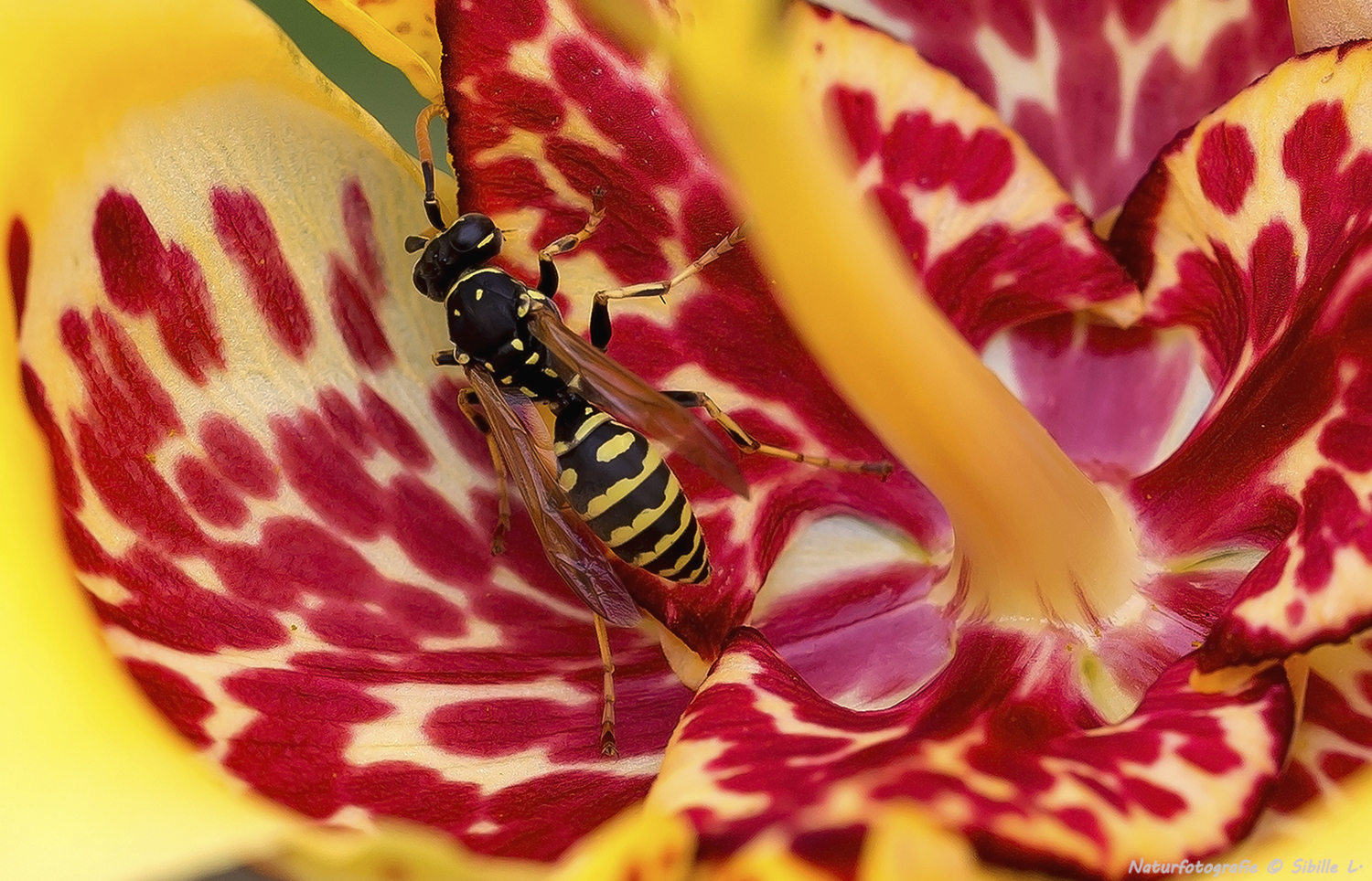 Haus-Feldwespe (Polistes dominula)