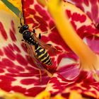 Haus-Feldwespe (Polistes dominula)