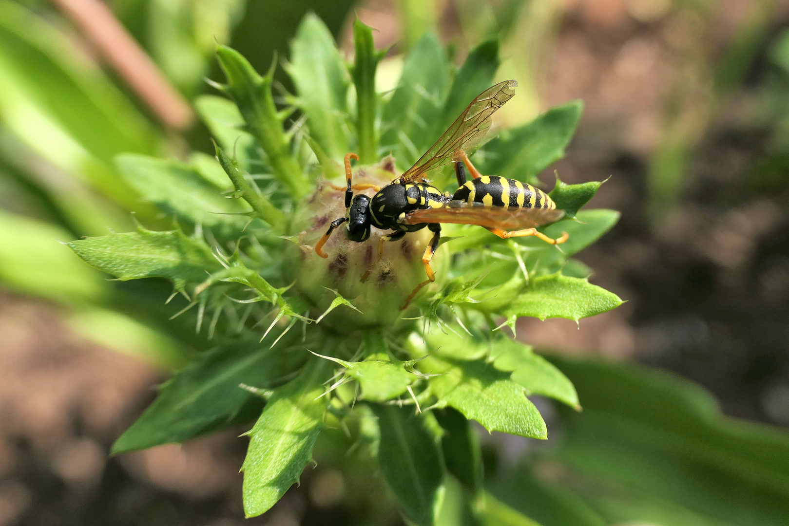 Haus-Feldwespe (Polistes dominula)