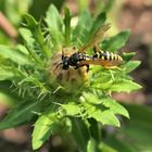 Haus-Feldwespe (Polistes dominula)