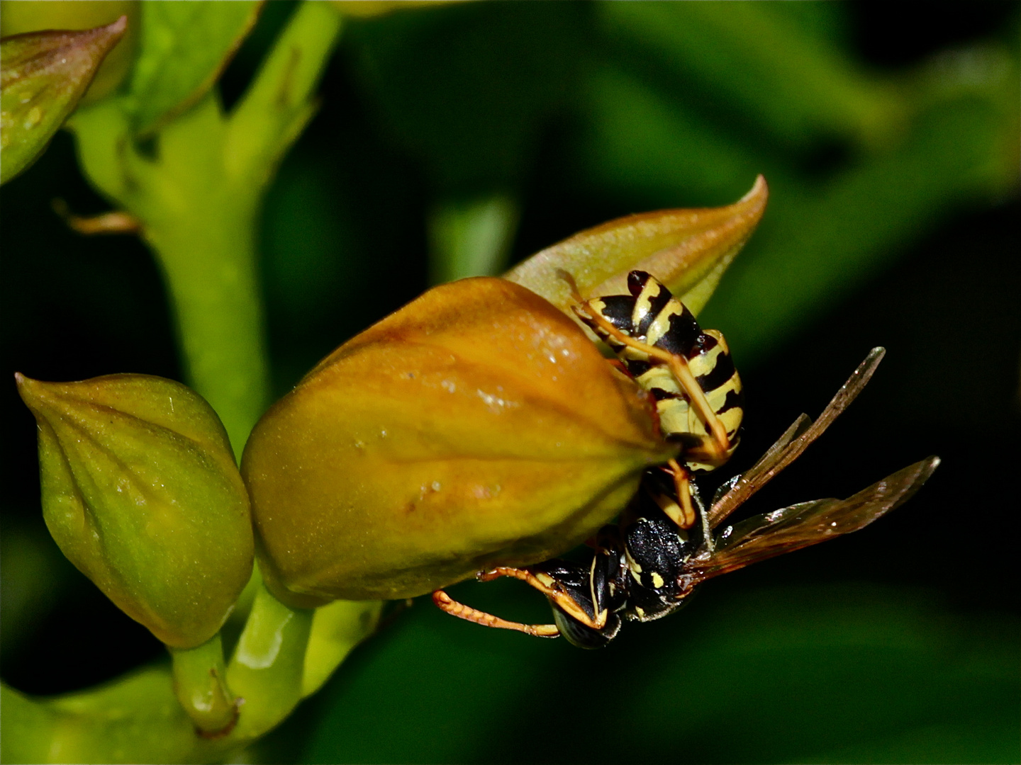 Haus-Feldwespe (Polistes dominulus)  mit Parasiten: dem Fächerflügler (Strepsiptera)  Xenos vesparum