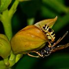 Haus-Feldwespe (Polistes dominulus)  mit Parasiten: dem Fächerflügler (Strepsiptera)  Xenos vesparum