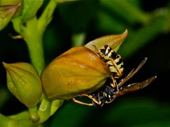 Haus-Feldwespe (Polistes dominulus)  mit Parasiten: dem Fächerflügler (Strepsiptera)  Xenos vesparum