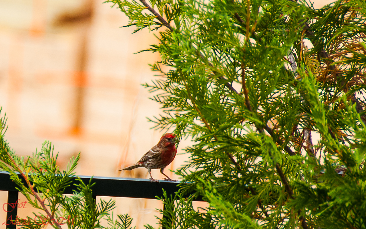 Haus Finch.(Carpodacus mexicanus)