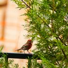 Haus Finch.(Carpodacus mexicanus)