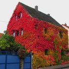 Haus im Herbstkleid 2016.10.25 01