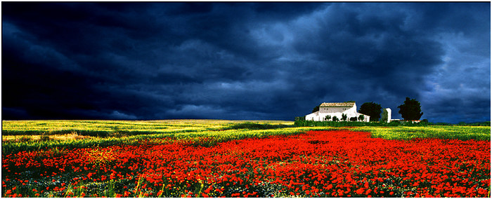 Haus im Mohn