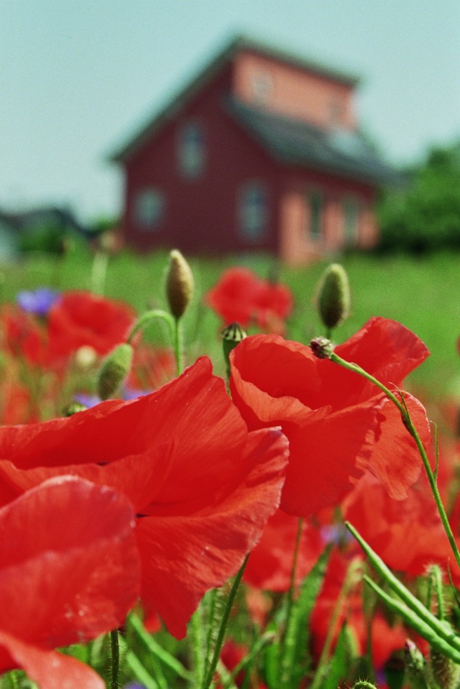 Haus im Mohn