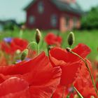 Haus im Mohn