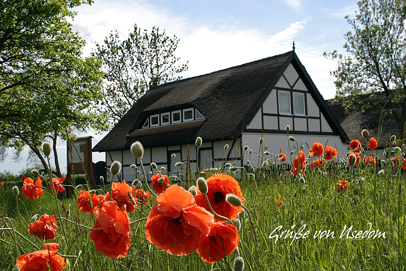 Haus im Mohn