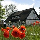 Haus im Mohn