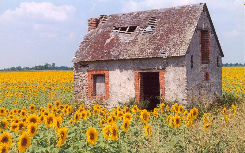 Haus im Sonnenblumenfeld