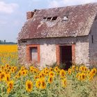 Haus im Sonnenblumenfeld